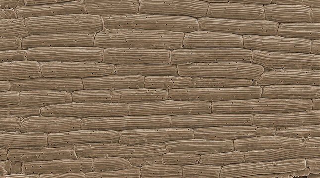 Microscopic view of plant root epidermal cells showing detailed cell walls and tiny pores captured with scanning electron microscopy
