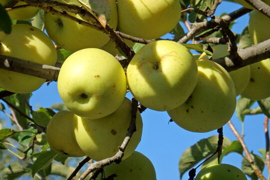 Pale green apples ripen among leafy branches under a clear blue sky. Fruit cultivation and agricultural harvest concept featuring orchard produce and seasonal growth