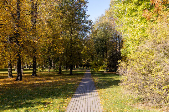 Grey stone pavement path in autumn park with yellow leaves