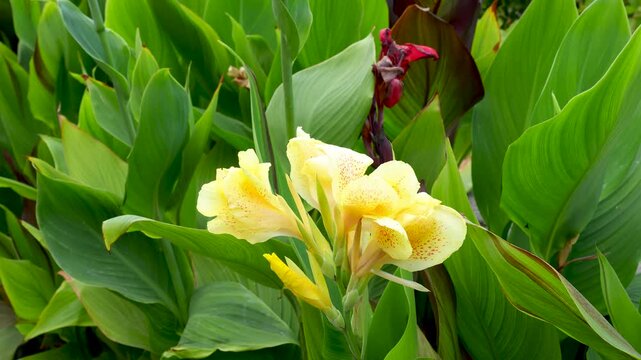 Yellow canna indica flower in the garden