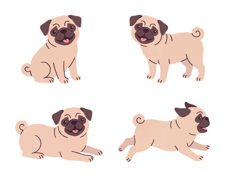 Cute pug dog set in different poses: sitting, standing, lying down and running. Funny cartoon characters with wrinkled faces and curly tails. Flat vector illustration