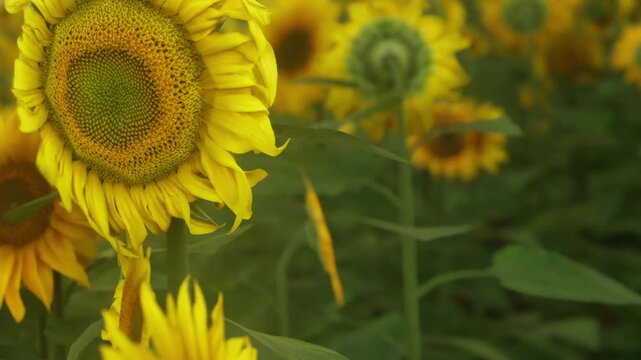 The sunflowers stand tall in a green field. They stretch towards the sun, their yellow petals bright against the blue sky. Bees can be seen buzzing around the flowers.