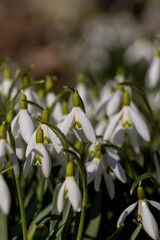 White snowdrops against green spring grass background, flower petal © rsooll