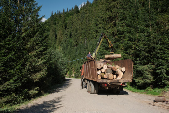 Logging truck loading firewood with a crane in conifer forest