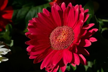 Vibrant Crimson Red Gerbera Daisy Flower in Full Bloom: A striking close-up shot of a single Gerbera jamesonii blossom showcasing its detailed golden-yellow center disc and rich red layered petals. © alex