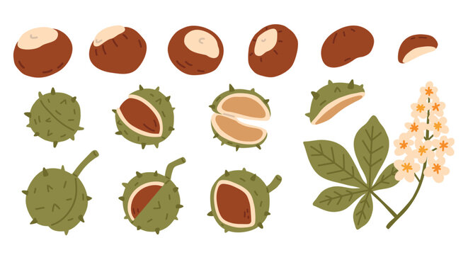 Hand drawn collection of chestnuts, spiky husks, seeds and autumn leaves. Botanical fall illustration set for harvest designs, nature projects, packaging and seasonal decor.