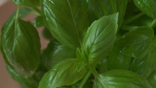 Organic green basil growing. Nature healthy food backdrop.Vegetarian concept. Italian herbs, aromatic Basils plant rotating, closeup, macro shot . 