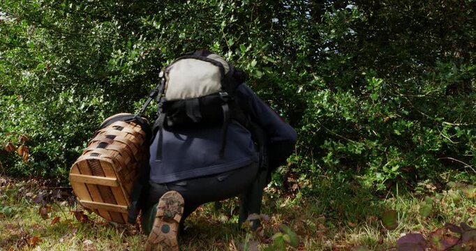 An adventure trip in search of mushrooms: A hiker with a rucksack and a wooden basket makes his way along a path through a lush forest, surrounded by lush vegetation and natural features, ready to exp