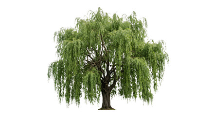 Mature weeping willow tree with cascading green branches isolated against a black background © Ophelia