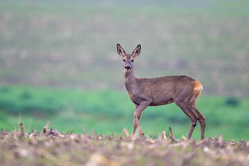 reh caperolus deer © Dirk