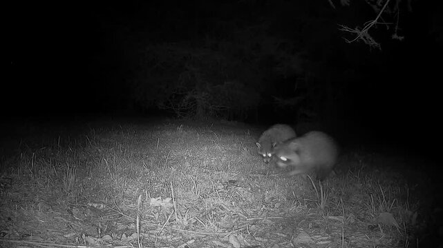An infrared trail camera records two raccoons with reflective eyes dashing across a lawn at night as they search the grass for food, capturing a brief glimpse of nocturnal wildlife behavior.
