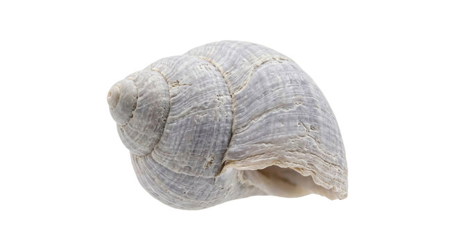 Large pale spiral seashell with weathered ridges isolated against a solid black background