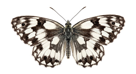 Black and white marbled butterfly displaying patterned wings against a solid black background © Ophelia