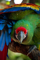 Parrot wrapping wings around body looking at camera on tree branch with dramatic lighting highlighting vibrant green, red, blue, and yellow feathers in natural tropical wildlife setting © ChristopherTP