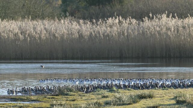 Pied Avocet, Recurvirostra avosetta and Black-tailed Godwit, birds in flight over winter marshes at sunrise
