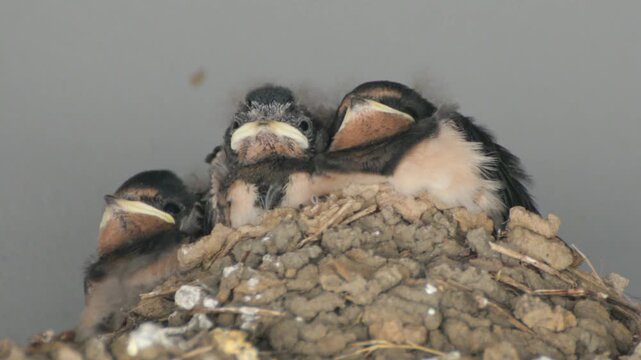 Young swallows in their nest, Kappeln, Schleswig-Holstein, Germany