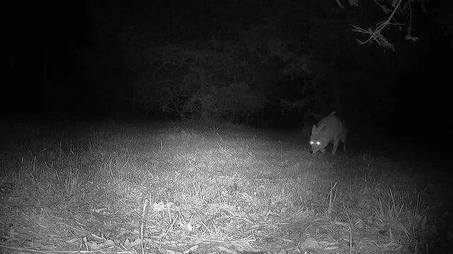 Infrared night vision reveals a cautious coyote moving toward a piece of food left on a lawn. The animal briefly hesitates before grabbing the food in this monochrome wildlife camera recording.