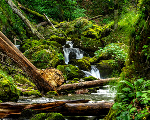 A mountain river running through rocks and fallen trees © Valentina S