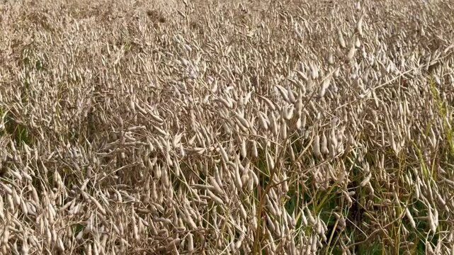 Ripe Oil radish (Raphanus sativus var. oleiformis) a catch crop that collects residual nitrogen, supplies nitrogen, competes with weeds, increases humus content, improves soil structure, controls pes