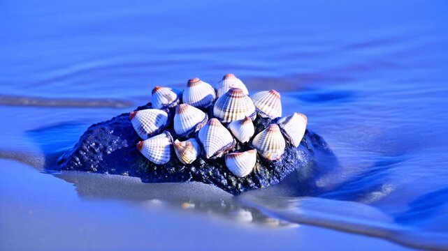 Cluster of Natural Shells Attached to Dark Coastal Rock with Sea Waves, Full HD Nature Video Background