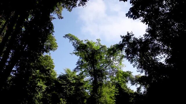 Trees in the jungle, Cat Tien National Park, Vietnam