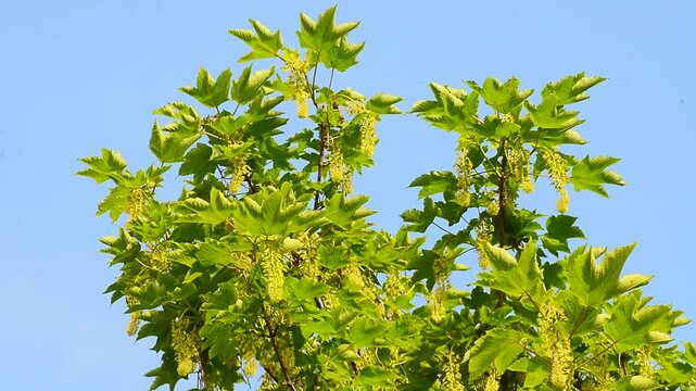 Flowering maple tree in Ystad, Scania, Sweden, Scandinavia