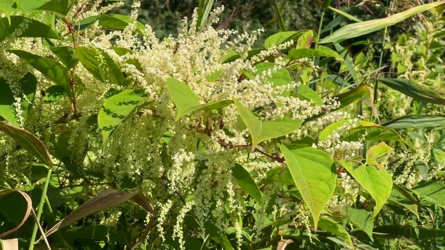 Flowering Japanese Knotweed (Fallopia Japonica), an invasive piece in a forest clearing in Ystad, Scania, Sweden, Scandinavia