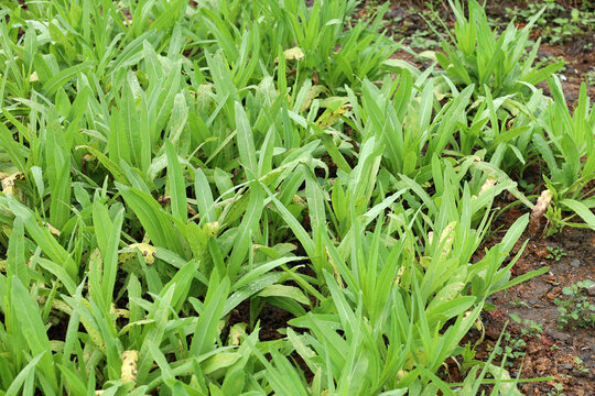 Fresh You Mai Cai or Sword Lettuce growing in an organic vegetable garden.
