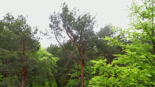 Drone flight through a deciduous forest and pine forest, pine forest, trees, forestry, summer, East Styrian hill country, Styria, Austria