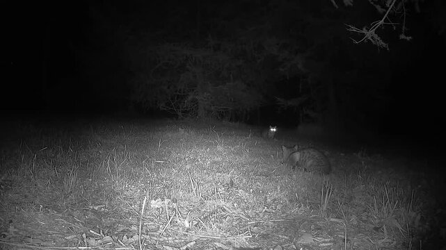 Black and white infrared footage shows two cats outdoors at night when one suddenly lowers itself out of sight. Its companion remains on the lawn, appearing bewildered by the unexpected action.