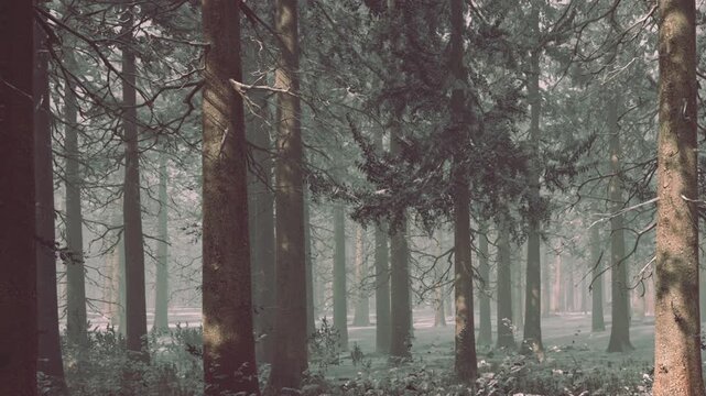 Tall trees tower over a quiet woodland scene, their trunks standing strong amidst a soft, swirling mist. A tranquil atmosphere encourages quiet reflection and wonder.