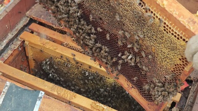 Beekeeper wearing protective gloves carefully removes a wooden frame filled with honeycomb and worker bees from a hive for inspection in an outdoor apiary during honey harvest.