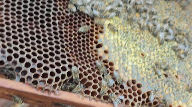 A close-up shot of a beekeeper in protective gloves inspecting a wooden honeycomb frame covered with a large colony of busy honeybees working inside a beehive on an apiary outdoors.