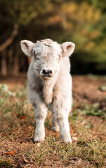 Fluffy white baby Highland calf standing in an autumn forest clearing © Lauren Webster