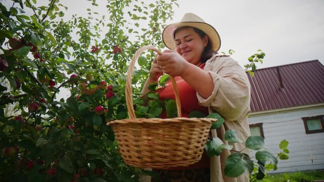 Woman picks ripe red apples in garden. She smiles, holding basket and wide-brimmed hat. Sunlight filters through leafy branches. Home background shows rustic charm