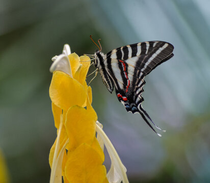 Zebra Swallowtail Butterfly Feeding on Yellow Flower with Wings Closed