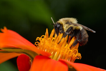 Common eastern bumblebee visits the center of an orange flower. © JK