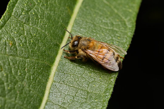 A western honeybee (Apis mellifera) rests on a textured green leaf.