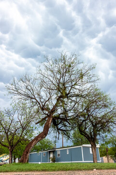 View of a blue mobile home under a dramatic, cloudy sky with large, bare-branched trees in the foreground, World.