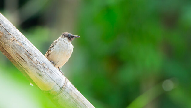 Sooty-headed bulbul perched on a rustic bamboo stick with a soft green background.
A high-quality, beautiful wildlife photograph capturing a wild sooty-headed bulbul (Pycnonotus aurigaster) 