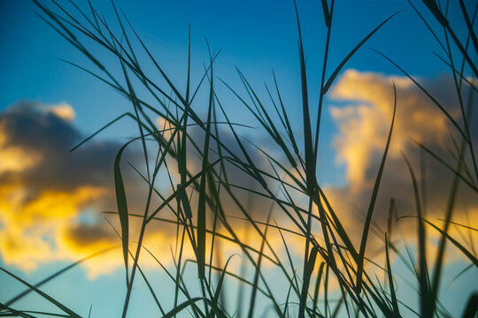 Silhouette of tall wild grass with golden sunset clouds in blue sky.
A beautiful low-angle nature photograph capturing the sharp silhouettes of slender wild grass stalks and long leaf blades rising 