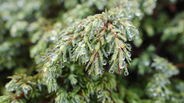 View of juniper needles covered in morning dew drops along the Lacs des Cheserys trail in Chamonix-Mont-Blanc, Auvergne-Rhone-Alpes, France.