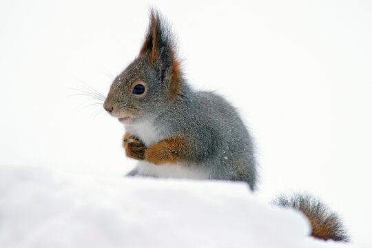 Eurasian red squirrel (Sciurus vulgaris), feeds in snow, Kuusamo, Finland