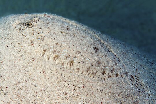 Moses sole (Pardachirus marmoratus) lies well camouflaged on a sandy bottom, Red Sea, Makadi Bay, Port Safaga, Egypt