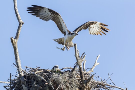 Osprey (Pandion haliaetus carolinensis), with outstretched wings and prey at nest, with fledgling, Florida, USA