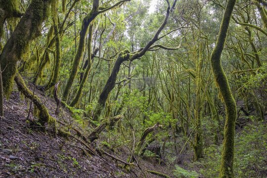 Laurel forest near El Cedro, Hermigua, La Gomera, Spain