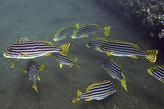 Striped fish, the Oriental sweetlips (Plectorhinchus vittatus), form a school on the reef at the USAT Liberty dive site, Tulamben, Bali, Indonesia
