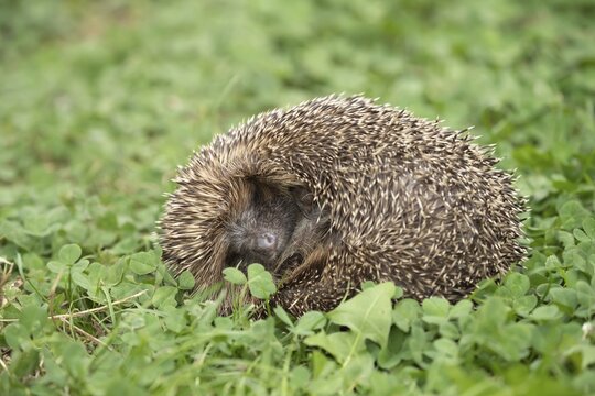 European hedgehog (Erinaceus europaeus) adult animal sleeping on a garden lawn, Suffolk, England, United Kingdom