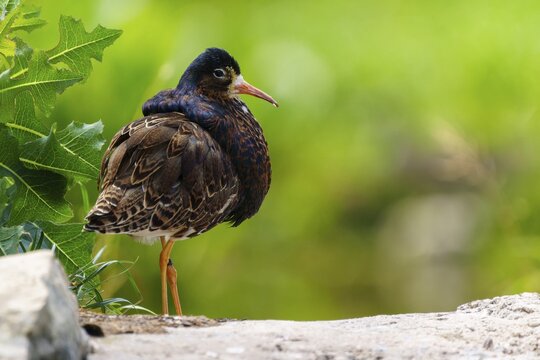 A bird with brown plumage resting on one leg on a rock with a green background, ruff (Calidris pugnax, Syn.: Philomachus pugnax), courtship display, France