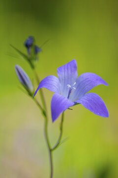 Meadow Bellflower (Campanula patula), Heiligenblut, Carinthia, Austria